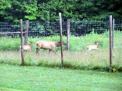 deer pen